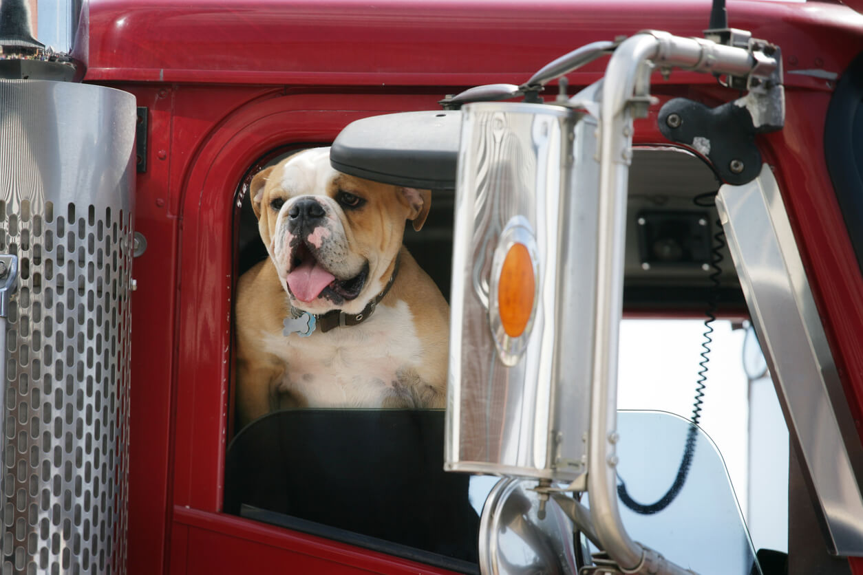 Dog Riding Semi Truck