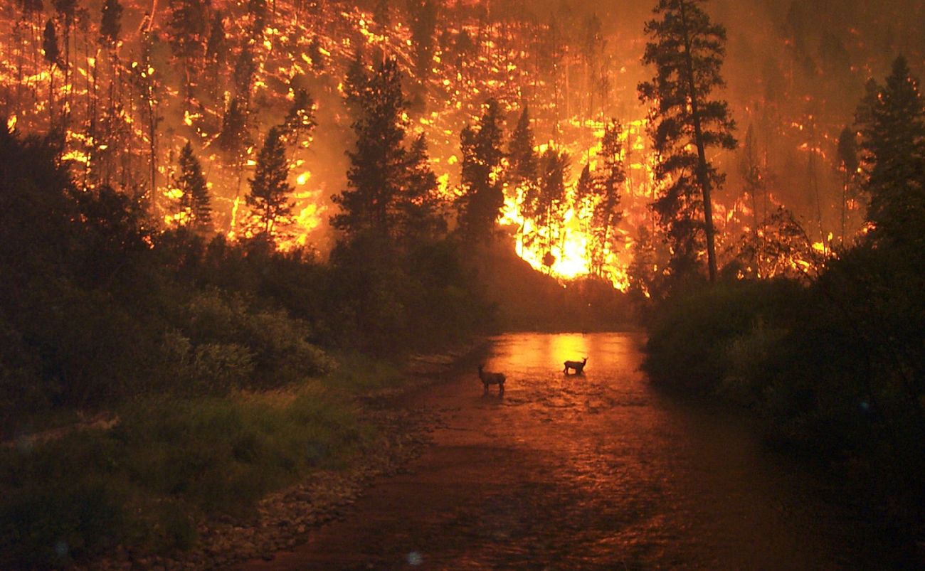 Wildfire in Jasper Alberta with Elk in River Nearby